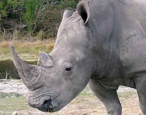 Foto: www.rhinoconservation.org
