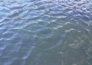 Water_surface_lake