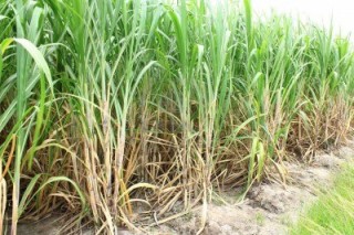 Argieffoto van suikerriet-plantasie 