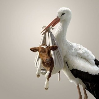 cow-stork
