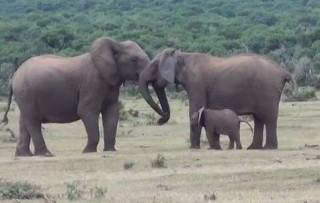 olifant familie-reunie