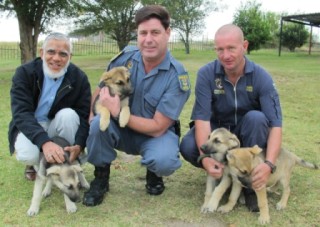 Bashir Pattel oorhandig die hondjies aan ao Hennie Steenkamp en ao Jacques Meyer Foto: SAPD