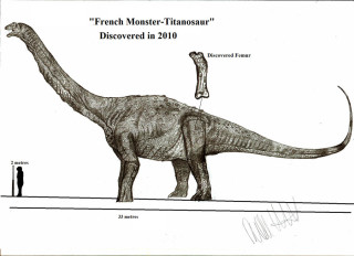 Die femur van die titanosaurus in vergelyking met ‘n mens-hoogte. 