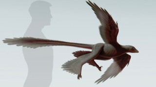 Changyuraptor yangi  Foto: Stephanie Abramowicz, Dinosaur Institute, NHM
