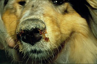 'n Hond met hondesiekte. Foto: en.wikipedia.org