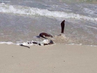 Die Kaapse kobra op Houtbaai se strand Foto:  Janice Gianna Wagner, Facebook