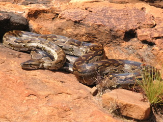 Luislang (Python natalensis) Foto: G. J. Alexander, Universiteit van die Witwatersrand via Wikimedia Commons