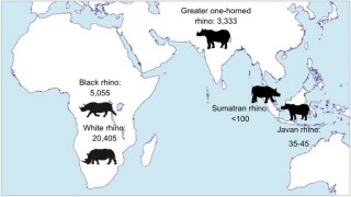 Só lyk die wêreldbevolking van renosters volgens ‘n kaart van Save the Rhino.
