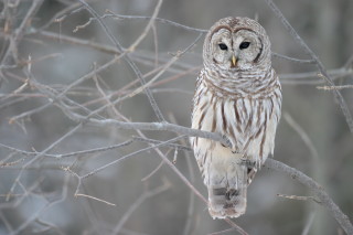 Barred Owl (Strix Varia) Foto: Mdf via Wikimedia Commons