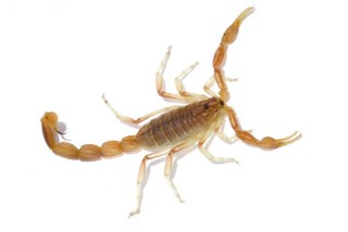(Foto ter illustrasie) Arizona Bark Scorpion - Centruroides sculpturatus Foto: www.scorpionworlds.com