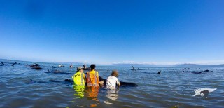 Die walvisse wat uitgespoel het. Foto: Project Jonah New Zealand/Facebook