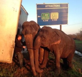 Twee van die olifante keer dat die vragmotor omval Foto: Natchitoches Parish Sheriff, Facebook