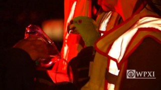 Een van die papegaaie wat in die brand in Idaho gered is Foto: WPXI-nuus