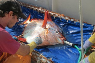 Bioloog Owyn Snodgrass ondersoek 'n maanvis Foto: NOAA-visserye via CS Monitor