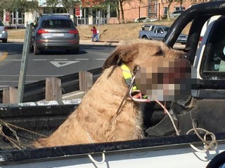 Een van die honde wat op die bakkie vervoer is. Foto: Nico Pieterse / Facebook.