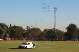 500 wit duiwe op die rugbyveld vrygelaat.