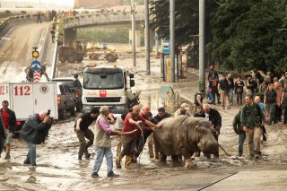 Pogings om die seekoei weer na veiligheid te bring nadat dit uit die Tbilisi-dieretuin in Georgia ontsnap het weens die vloede  Foto: Tinatin Kiguradze, Facebook