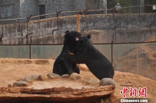 Die boetie en sussie speel lekker saam by die Yunnan Wild Animal Rescue Centre waar hulle nou versorg word Foto: Society People
