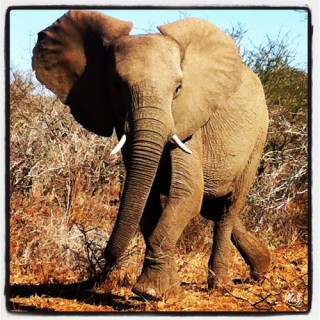 Spelerige olifant Foto: Marianne Styan