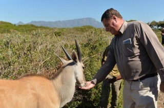 Elande word weer in die Valsbaai-natuurreservaat gevestig Foto: Stad Kaapstad