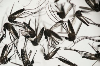 Aedes-muskiete word bestudeer Foto: Felipe Dana/Associated Press