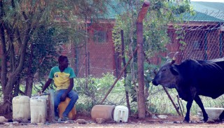 'n Bees staan geduldig en wag vir 'n man wat besig is om 'n houer met water uit 'n boorgat vol te maak (Madimbo, Limpopo) Foto: Chester Makana