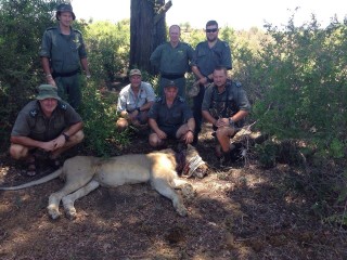 Die leeu nadat hy gevind en die strik verwyder is. Foto: Facebook via SANParks - Kruger National Park
