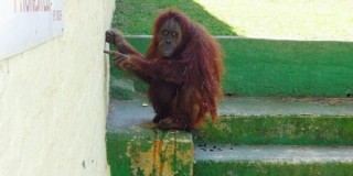 Opal die orangoetang Foto: Care2-petisieblad