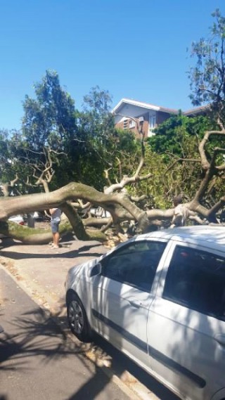 Die boom wat in Durban omgeval het (2 Februarie 2016) Foto: Rescue Care