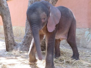 Amanzi was slegs 'n paar dae oud toe hy gered is. Foto: Facebook via Elephants Alive