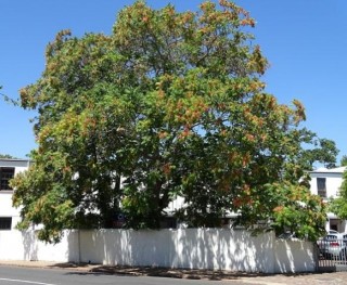 Die "boom van die hemel" Foto verskaf deur die stad Kaapstad via ANA