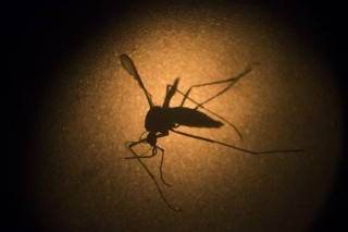 Aedes aegypti-muskies soos gesien deur 'n mikroskoop by die Fiocruz-instituut in Recife, Brasiliël. Foto: AP Photo/Felipe Dana, File