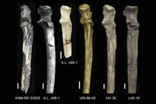 Australopithecus afarensis-vonds by Kantis naby Nairobi, Kenia Foto: Journal of Human Evolution, Elsevier