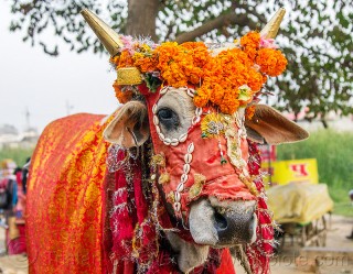 Versierde koei in  Daraganj, Indië tydens die Kumbh Mela-fees in 2013 