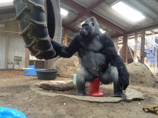 Foto: Koko & The Gorilla Foundation/Facebook