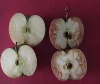 Die appels waarmee sy die boodskap oorgedra het (Foto: Facebook via Relax Kids Tamworth)