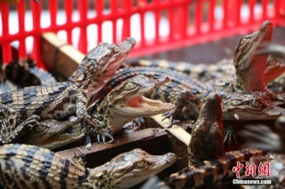 Die siamese krokodille wat in China gered is Foto: Chinanews.cn/He Qiuhong