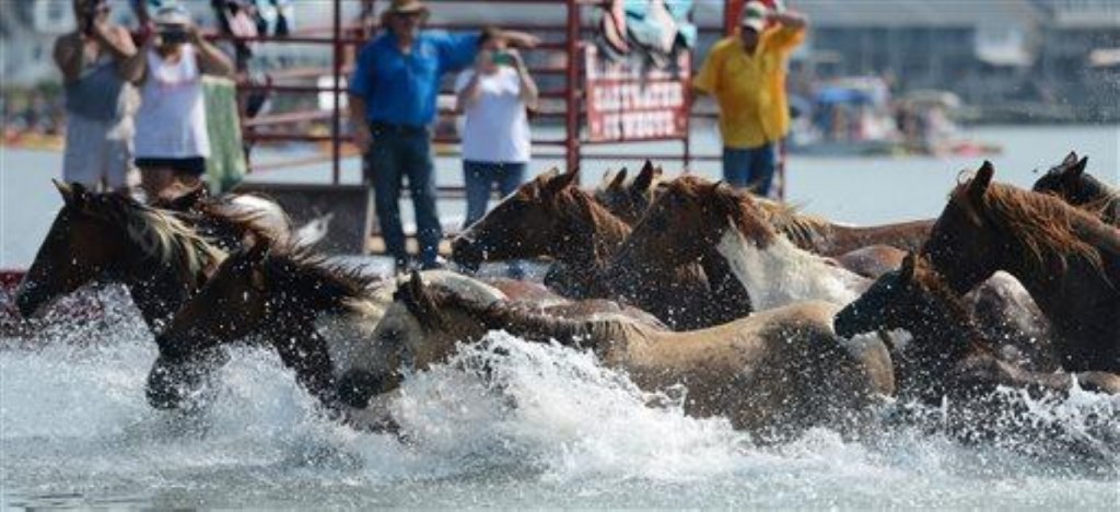 Chincoteague-ponies in die Assateague-kanaal tydens die 91ste jaarlikse Chincoteague-swemkompetisie vir dié perde in die Amerikaanse deelstaat Virginië. Foto: Jay Diem/The Daily Times via AP/ wire.africannewsagency.com