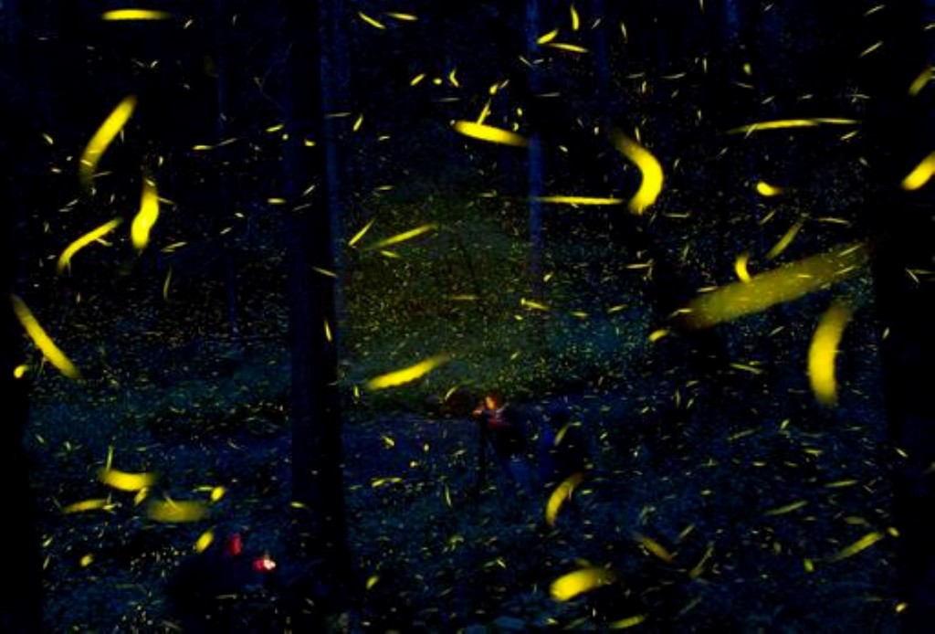 Vuurvliegies skyn in gesinchroniseerde vale tydens hul paringsdans in ŉ ongerepte woud naby die dorp Nanacamilpa in die staat Tlaxcala, Mexiko. Foto: AP Photo/Rebecca Blackwell/ wire.africannewsagency.com