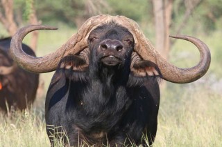 Die buffelbul, Inala, wat vir ŉ rekordbedrag van R168 miljoen verkoop is. Foto: Thaba Tholo