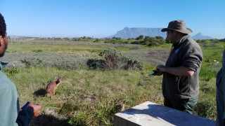 Dié Kaapse grysbok het 'n noue ontkoming gehad nadat 'n motor hom waarskynlik gestamp het (Foto: Stad Kaapstad)