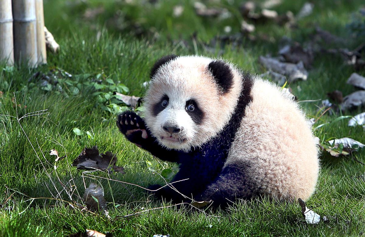 ŉ Reuse-pandawelpie, Huasheng, speel by die Giant Panda Protection and Research Center in Shanghai, oos-China. Sy is die eerste welpie wat tot die skoner geslag behoort wat in dié sentrum gebore word. Foto: Xinhua/Fan Jun