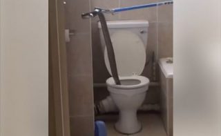 Skermgreep uit 'n video toe Barry Greenshields vroeër die slang uit die toilet wou haal