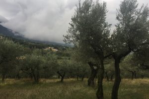 Olyfbome_Assisi.jpg