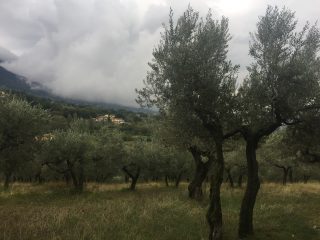 Olyfbome_Assisi.jpg