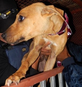 Een van die honde wat deur die NDBV gered is. Foto: NDBV