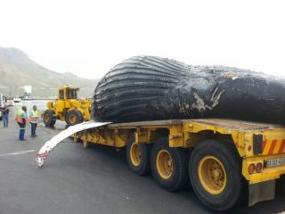 Die boggelrugwalvis word op die vragmotor vervoer (Foto: NSRI)