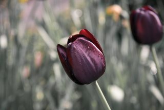 tulip-670643_1920