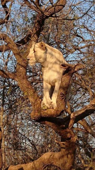 Een van Lion Tree Top Lodge se witleeus. Foto: Facebook