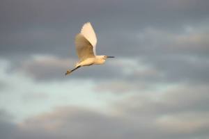 voels-in-vlug-snowy-egret